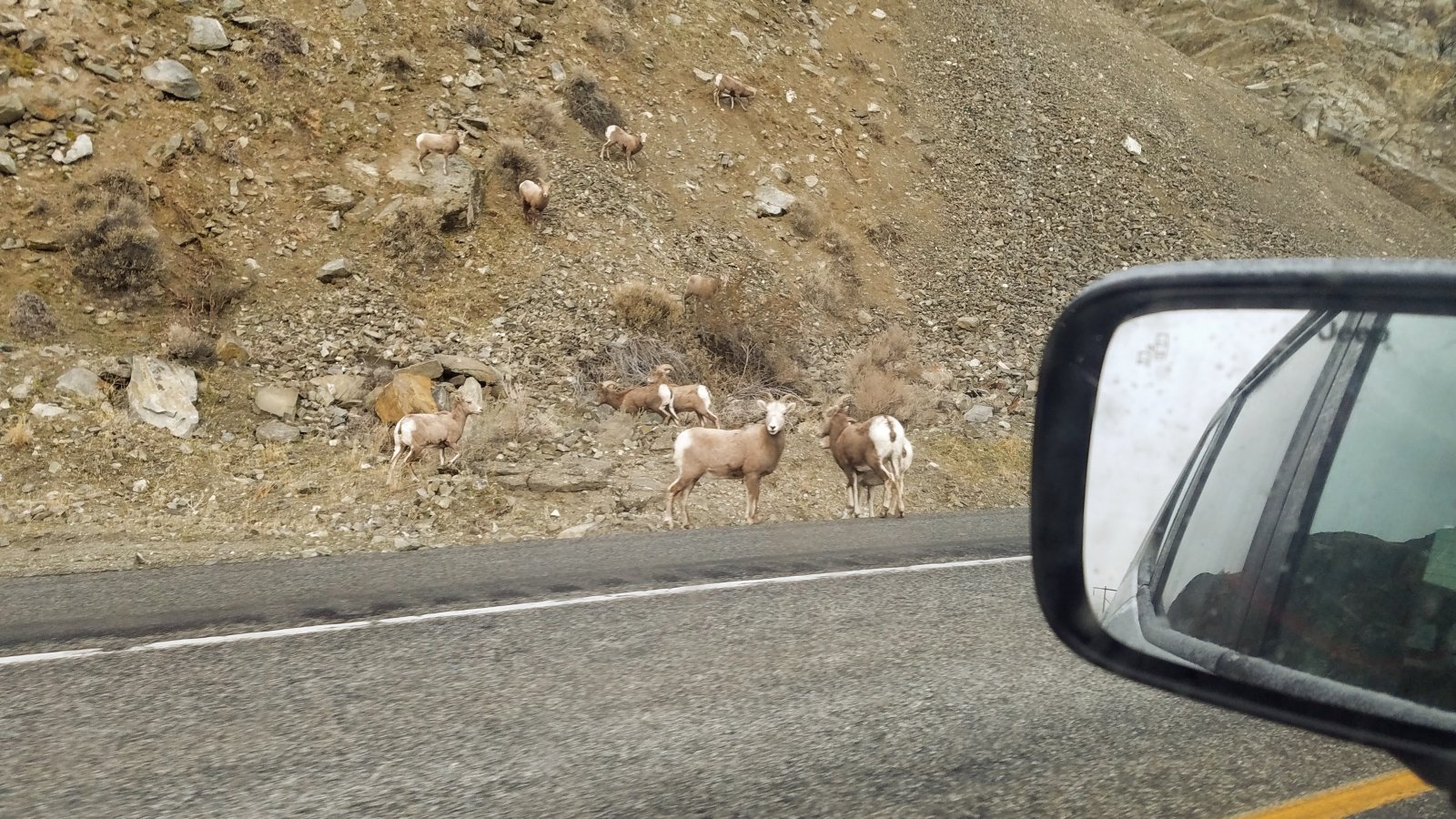 BigHorns.jpg