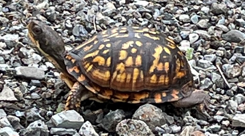 Box Turtle .jpg