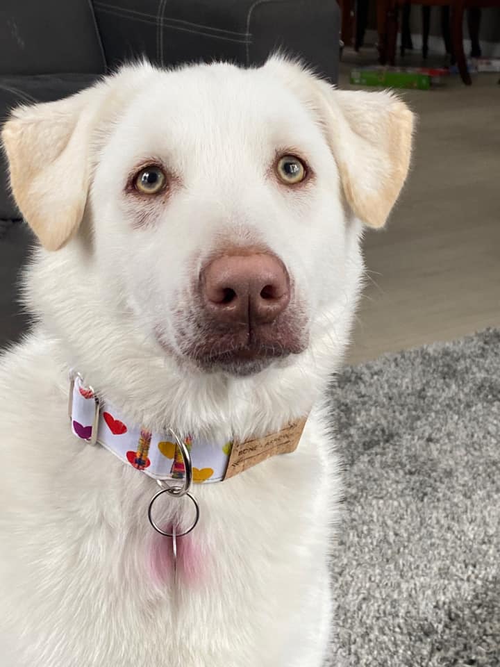 Daisy puppy March 2022.jpg