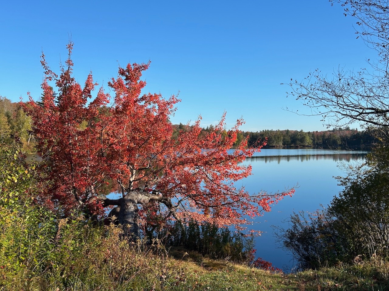 Fall colors Oct2025 - 2.jpeg