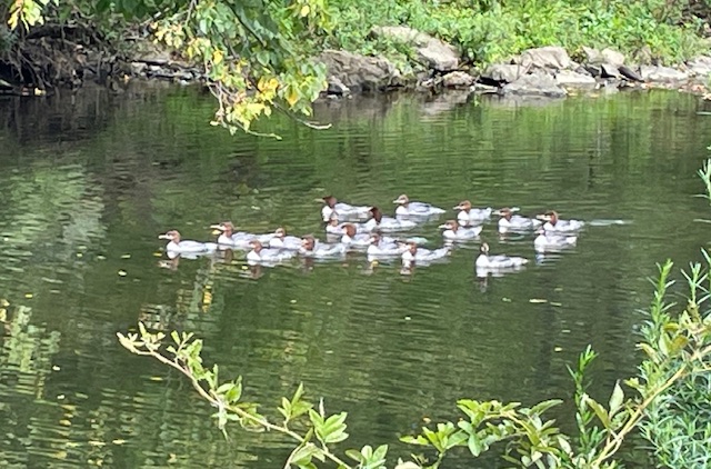 Family of Mergansers.jpg