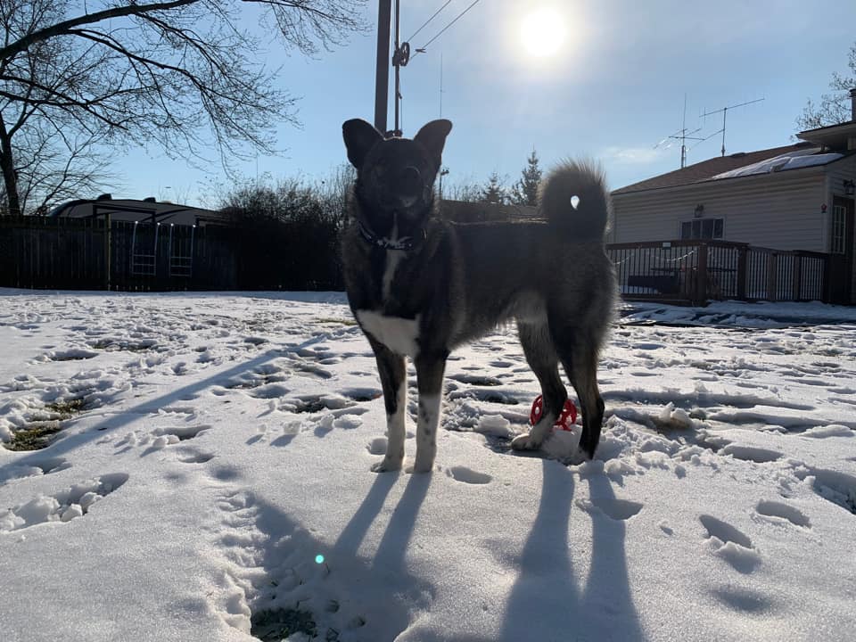 Onyx puppy March 2022.jpg