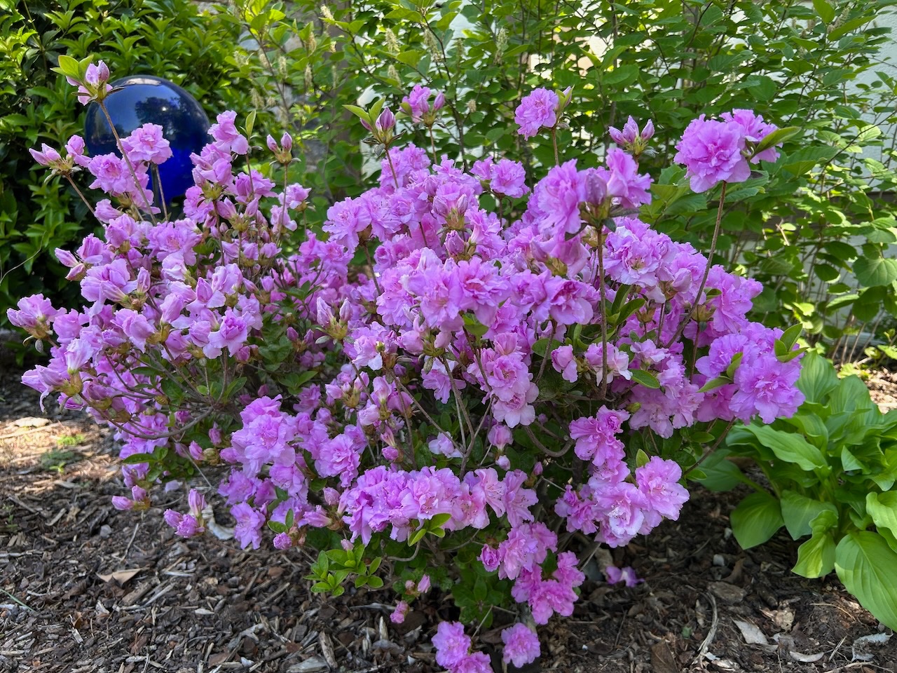 Ridgefield purple azalea 18Apr2025 - 1.jpeg