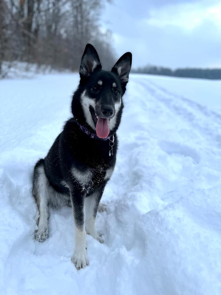 Stevie puppy March2022.jpg