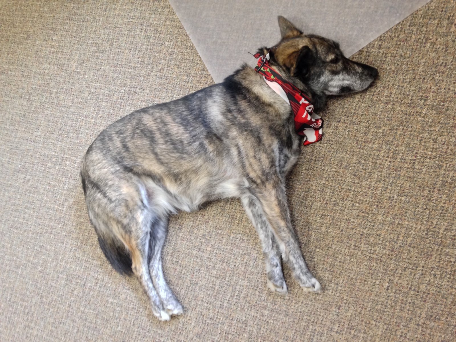 tired Moira today.jpg